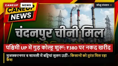 पश्चिमी यूपी में गुड़-खांडसारी कोल्हू शुरू: ₹360 से ₹380 प्रति क्विंटल पर कच्चा गन्ना खरीद — मिलें चलने से पहले किसानों को मिल रहा नकद पैसा