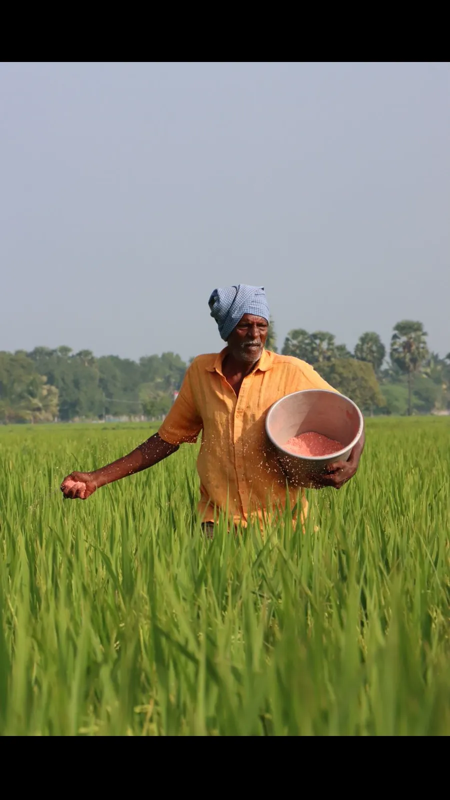 गन्ने की खेती में जैविक खाद — कम खर्च, ज्यादा उपज