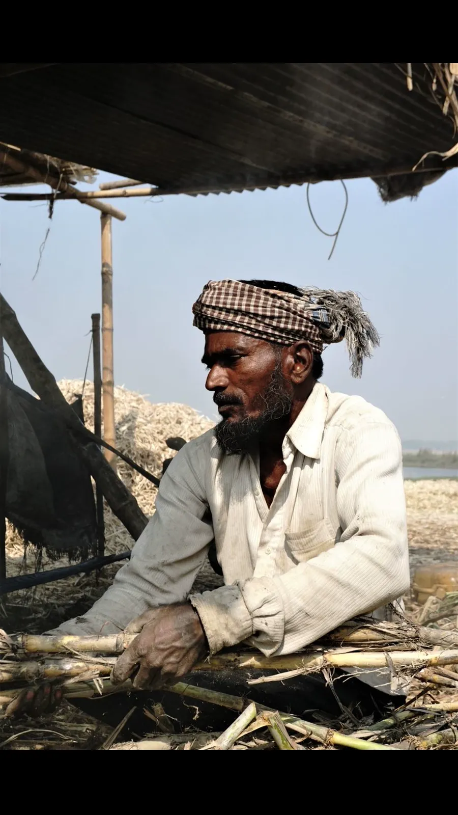 गन्ने की कटाई गाइड — ज्यादा चीनी के लिए कब और कैसे काटें