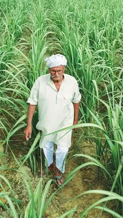 14 लाख टन चीनी कोटा जारी, 20 अक्टूबर से पेराई शुरू — किसानों के 3 फायदे