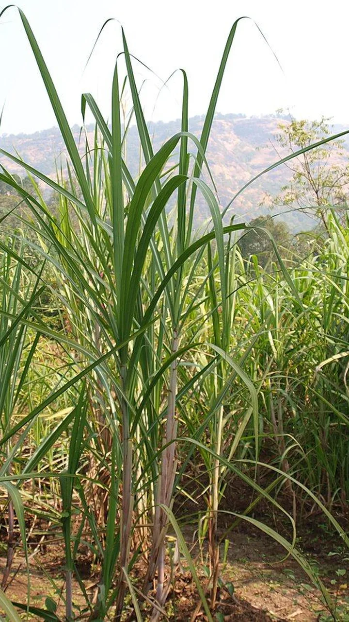 पत्तियां जलाईं तो ₹2500 जुर्माना, संभालीं तो 80% अनुदान — गन्ना किसानों के लिए नया नियम