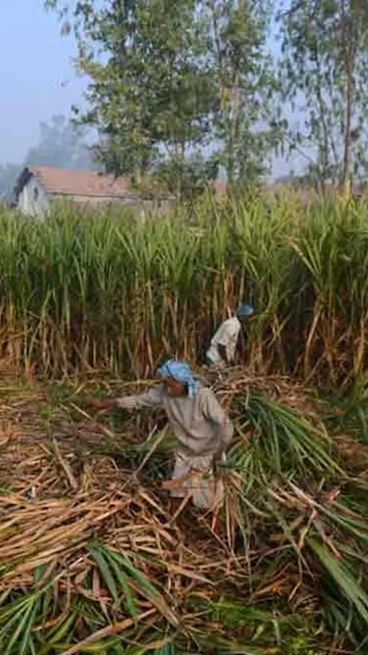कुन्दुरखी मिल ने दिया सिर्फ़ 51.86% गन्ना भुगतान: गोण्डा डीएम की सख़्त चेतावनी