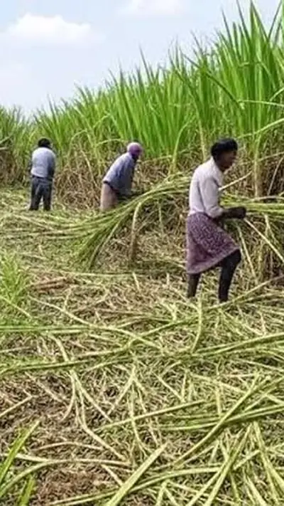 1 नवंबर से थम सकती है महाराष्ट्र की पेराई: 5 लाख गन्ना कटाई मजदूरों की हड़ताल की चेतावनी