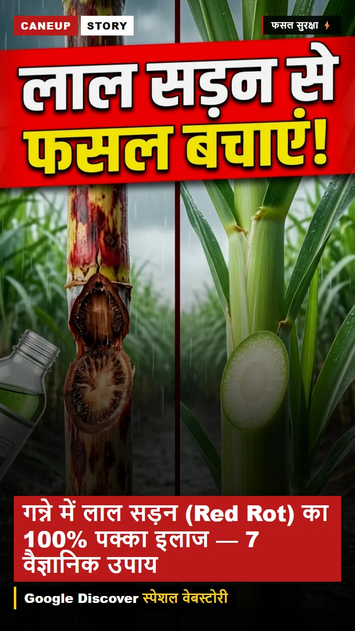 गन्ने में लाल सड़न (Red Rot) का 100% पक्का इलाज — 7 वैज्ञानिक उपाय